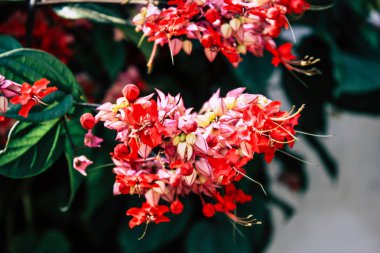Renkli çiçek Bandipur Nepal closeup