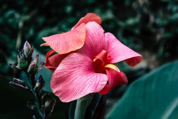 Close Van Kleurrijke Bloemen Uit Bandipur Nepal — Stockfoto