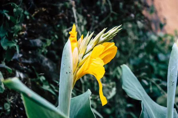 ネパールのバンディプルから色とりどりの花のクローズ アップ — ストック写真