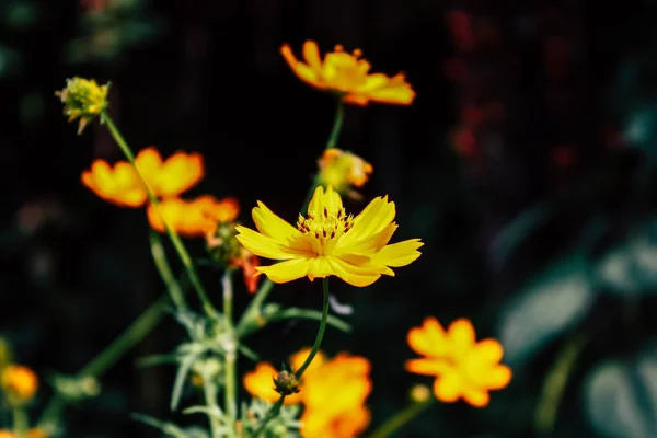 ネパールのバンディプルから色とりどりの花のクローズ アップ — ストック写真