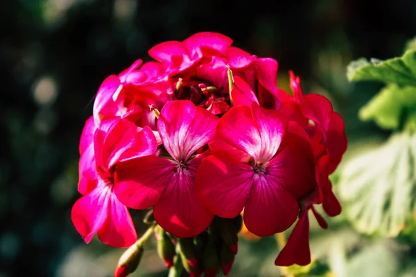 Close Flores Coloridas Bandipur Nepal — Fotografia de Stock