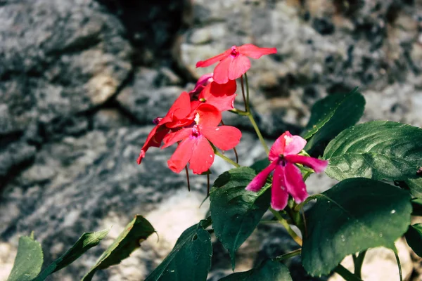 Close Flores Coloridas Bandipur Nepal — Fotografia de Stock