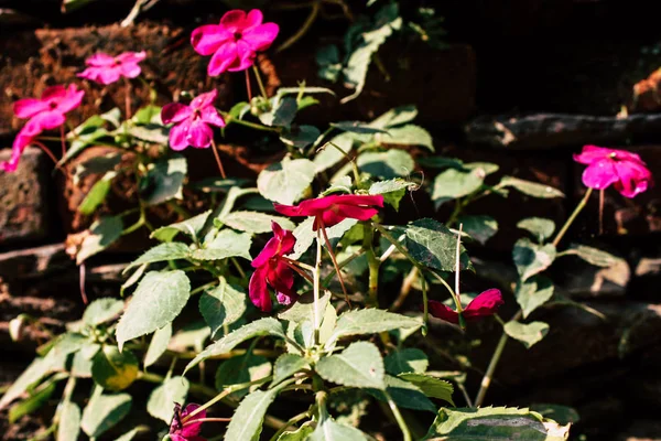 Nahaufnahme Bunter Blumen Aus Bandipur Nepal — Stockfoto