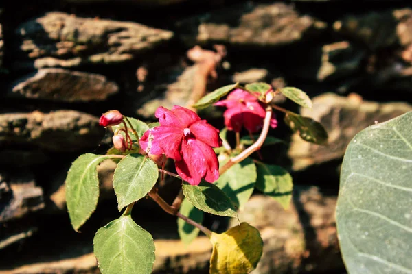 Close Flores Coloridas Bandipur Nepal — Fotografia de Stock