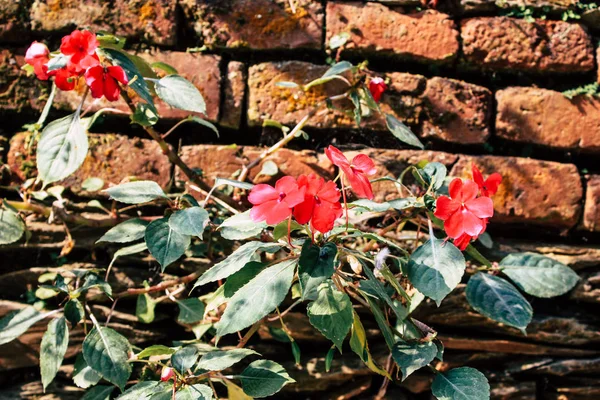 ネパールのバンディプルから色とりどりの花のクローズ アップ — ストック写真