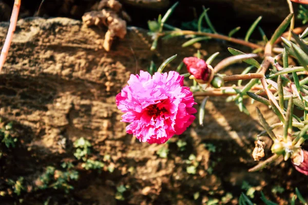 Detailní Barevné Květiny Bandipur Nepálu — Stock fotografie
