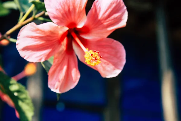 Close Flores Coloridas Bandipur Nepal — Fotografia de Stock