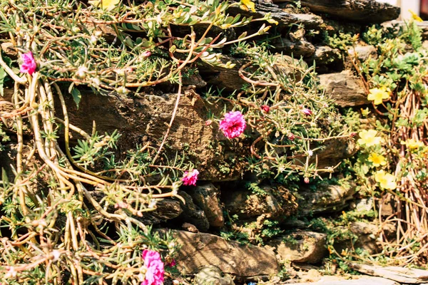Close Flores Coloridas Bandipur Nepal — Fotografia de Stock