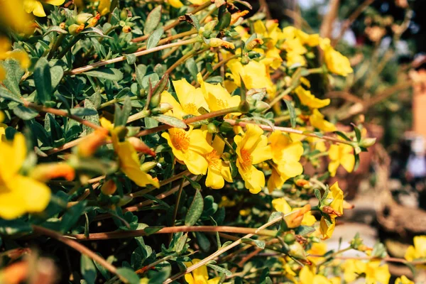 Renkli Çiçek Bandipur Nepal Closeup — Stok fotoğraf