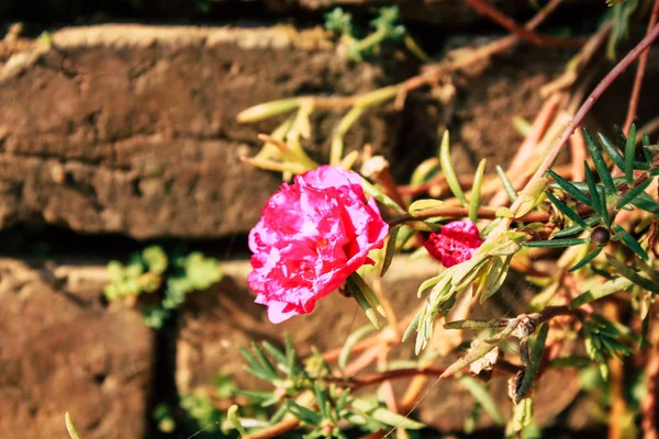 ネパールのバンディプルから色とりどりの花のクローズ アップ — ストック写真