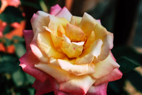 Nahaufnahme Bunter Blumen Aus Bandipur Nepal — Stockfoto