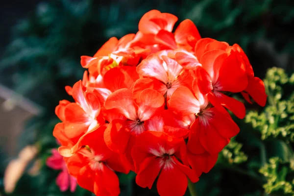 Primer Plano Flores Colores Bandipur Nepal —  Fotos de Stock