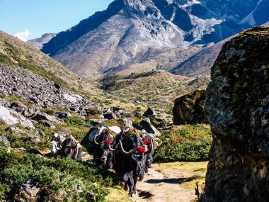Everest Nepal 30 Eylül 2018 görüntülemek doğa ve yaban hayatı Everest Saha Kampı giderken, trek Nepal'de