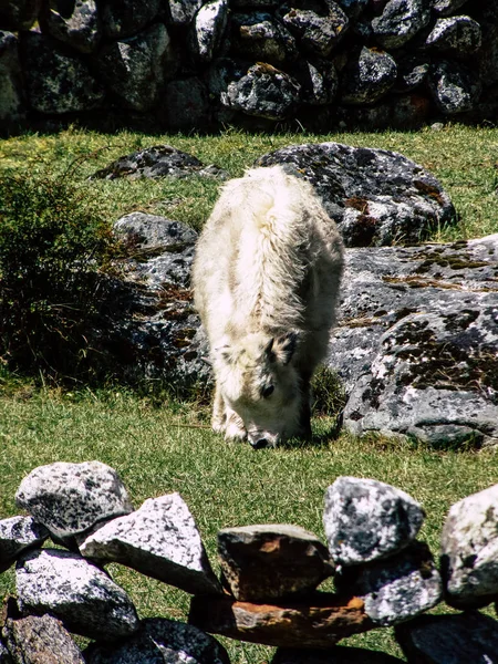 Everest Nepal Septembre 2018 Vue Nature Faune Sur Chemin Camp — Photo