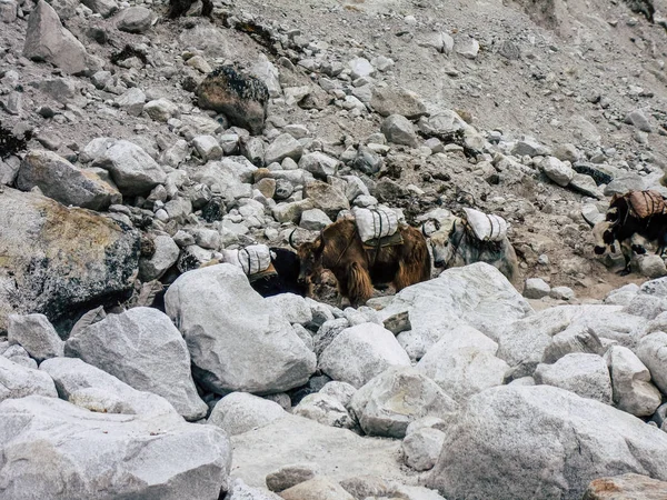 珠穆朗玛峰尼泊尔2018年9月30日在前往珠峰大本营的途中的自然和野生动物观 在尼泊尔跋涉 — 图库照片