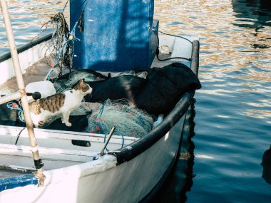 Tel Aviv Yafa İsrail Ekim 25, 2018 görüntülemek eski Jaffa bağlantı noktasında bir yerli kedi, bu öğleden sonra Tel Aviv'ın güneyinde bulunan bir balık tutma ve yat limanı olarak hizmet vermektedir