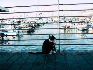 Tel Aviv Yafa İsrail Ekim 25, 2018 görüntülemek eski Jaffa bağlantı noktasında bir yerli kedi, bu öğleden sonra Tel Aviv'ın güneyinde bulunan bir balık tutma ve yat limanı olarak hizmet vermektedir