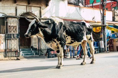 Varanasi Hindistan 7 Kasım 2018 görünümü Varanasi sokaklarında öğleden sonra yerli inek
