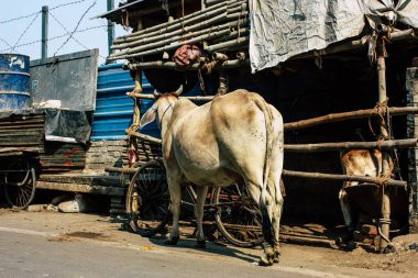 Varanasi Hindistan 7 Kasım 2018 görünümü Varanasi sokaklarında öğleden sonra yerli inek