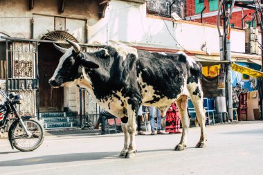 Varanasi Hindistan 7 Kasım 2018 görünümü Varanasi sokaklarında öğleden sonra yerli inek