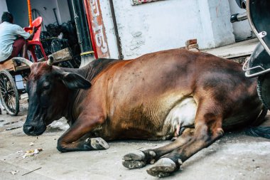 Varanasi Hindistan 7 Kasım 2018 görünümü Varanasi sokaklarında öğleden sonra yerli inek