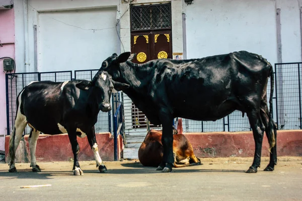 Varanasi India November 2018 Weergave Van Een Binnenlandse Koe Straten — Stockfoto