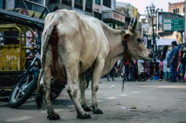 Varanasi Hindistan 7 Kasım 2018 görünümü Varanasi sokaklarında öğleden sonra yerli inek