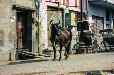 Varanasi Hindistan 7 Kasım 2018 görünümü Varanasi sokaklarında öğleden sonra yerli inek