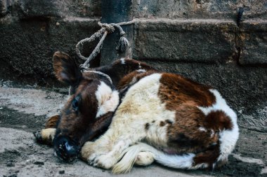 Varanasi Hindistan 8 Kasım 2018 görünümü Varanasi sokaklarında öğleden sonra yerli inek