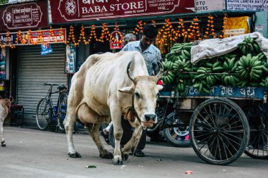 Varanasi Hindistan 7 Kasım 2018 görünümü Varanasi sokaklarında öğleden sonra yerli inek