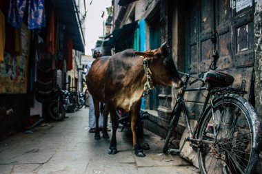 Varanasi Hindistan 7 Kasım 2018 görünümü Varanasi sokaklarında öğleden sonra yerli inek