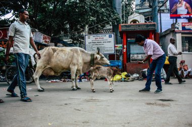 Varanasi Hindistan 7 Kasım 2018 görünümü Varanasi sokaklarında öğleden sonra yerli inek