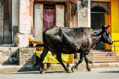 Varanasi Hindistan 8 Kasım 2018 görünümü Varanasi sokaklarında öğleden sonra yerli inek