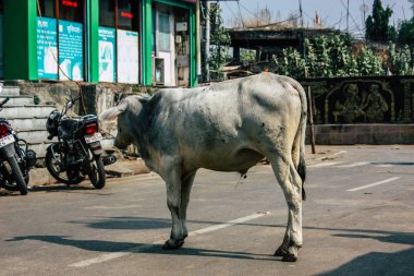 Varanasi Hindistan 7 Kasım 2018 görünümü Varanasi sokaklarında öğleden sonra yerli inek
