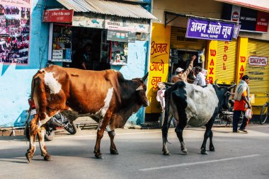 Varanasi Hindistan 7 Kasım 2018 görünümü Varanasi sokaklarında öğleden sonra yerli inek