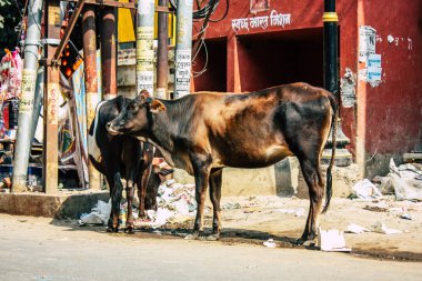 Varanasi Hindistan 7 Kasım 2018 görünümü Varanasi sokaklarında öğleden sonra yerli inek