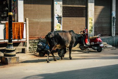 Varanasi Hindistan 7 Kasım 2018 görünümü Varanasi sokaklarında öğleden sonra yerli inek