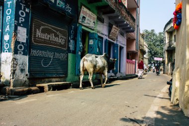 Varanasi Hindistan 7 Kasım 2018 görünümü Varanasi sokaklarında öğleden sonra yerli inek