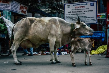 Varanasi Hindistan 7 Kasım 2018 görünümü Varanasi sokaklarında öğleden sonra yerli inek