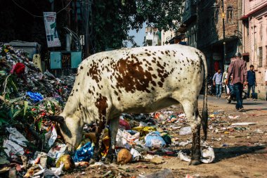 Varanasi Hindistan 8 Kasım 2018 görünümü Varanasi sokaklarında öğleden sonra yerli inek