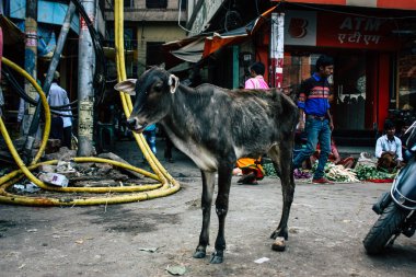 Varanasi Hindistan 11 Kasım 2018 görünümü Varanasi sokaklarında öğleden sonra yerli inek