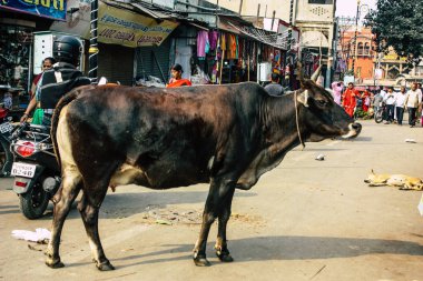 Varanasi Hindistan 11 Kasım 2018 görünümü Varanasi sokaklarında öğleden sonra yerli inek