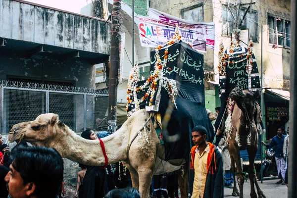 Варанасі Індія Листопада 2018 Подання Верблюдів Взяти Участь Процесії Частину — стокове фото