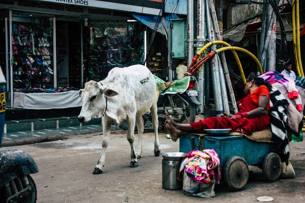 Varanasi Indie Listopadu 2018 Pohled Domácí Krávy Ulicích Varánasí Odpoledne — Stock fotografie