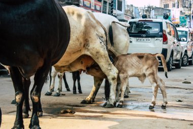 Varanasi Hindistan 11 Kasım 2018 görünümü Varanasi sokaklarında öğleden sonra yerli inek