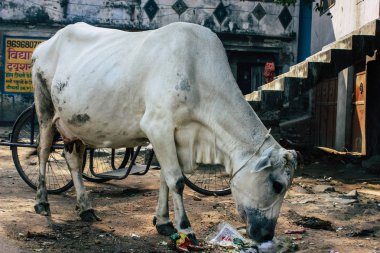 Varanasi Hindistan 11 Kasım 2018 görünümü Varanasi sokaklarında öğleden sonra yerli inek