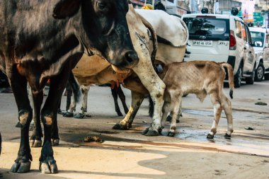 Varanasi Hindistan 11 Kasım 2018 görünümü Varanasi sokaklarında öğleden sonra yerli inek