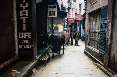 Varanasi Hindistan 11 Kasım 2018 görünümü Varanasi sokaklarında öğleden sonra yerli inek