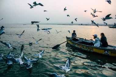 Varanasi Hindistan 14 Kasım 2018 Ganj Nehri üzerinde gündoğumu sırasında yeme deniz kuşları görünümünü