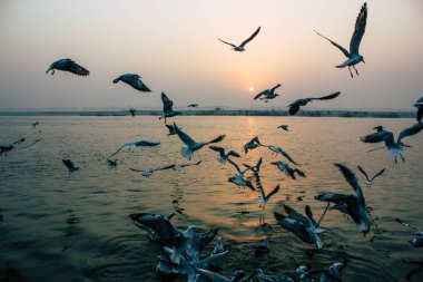 Varanasi Hindistan 14 Kasım 2018 Ganj Nehri üzerinde gündoğumu sırasında yeme deniz kuşları görünümünü